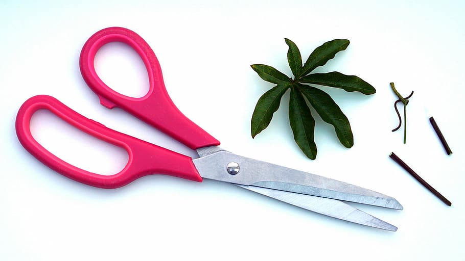 flat lay photo of red and gray scissors near green leaf lamp HD wallpaper