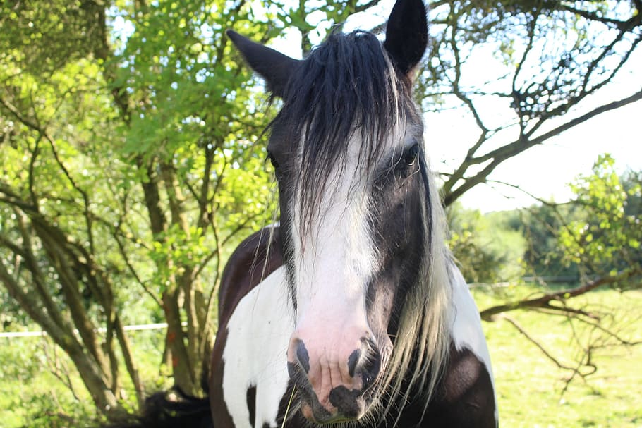 horse, tinker, pinto, animal, animal themes, mammal, tree, one animal HD wallpaper
