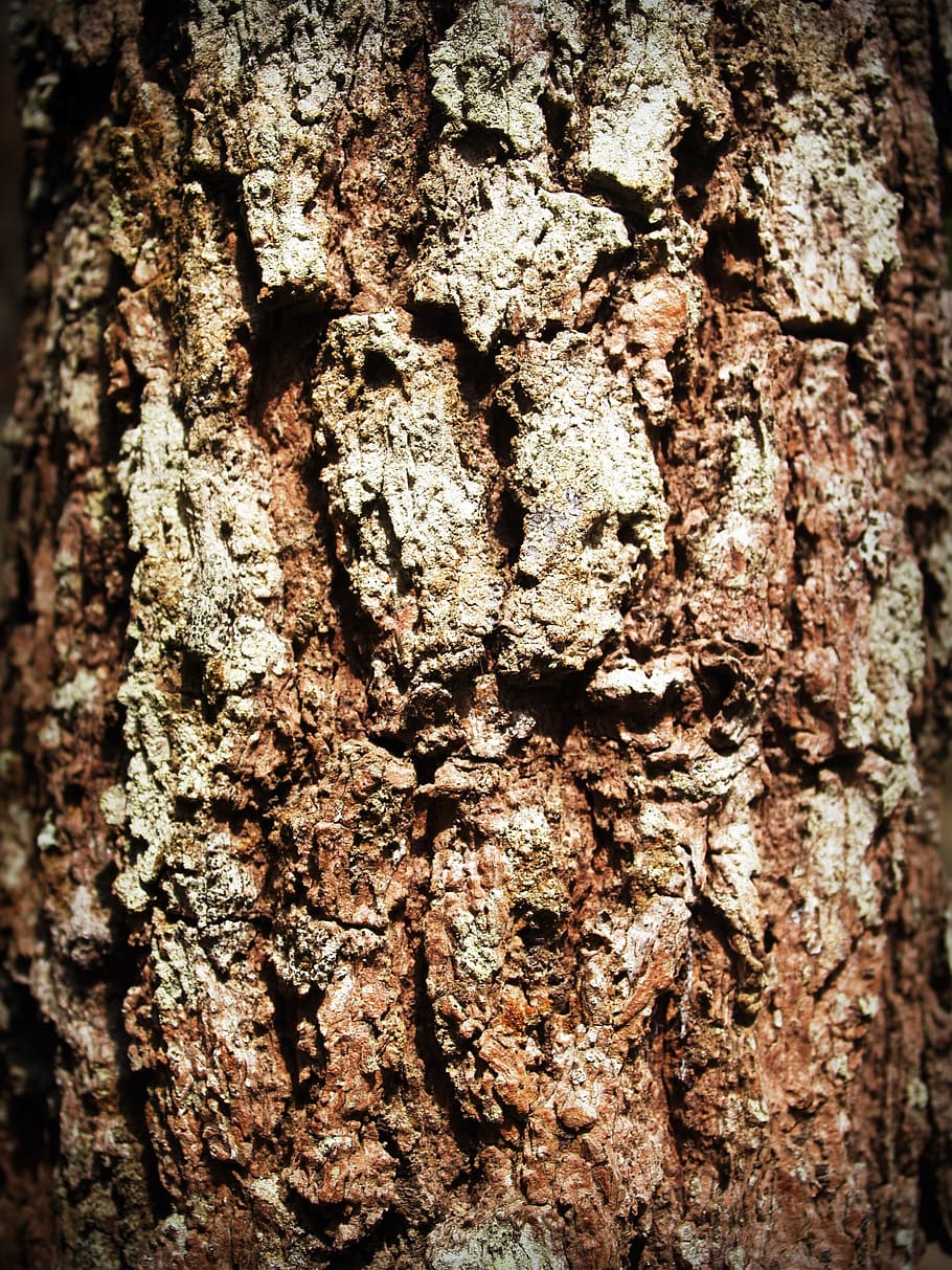 bark, tree, wood, pine, background, abstract, skin, board, surface HD wallpaper