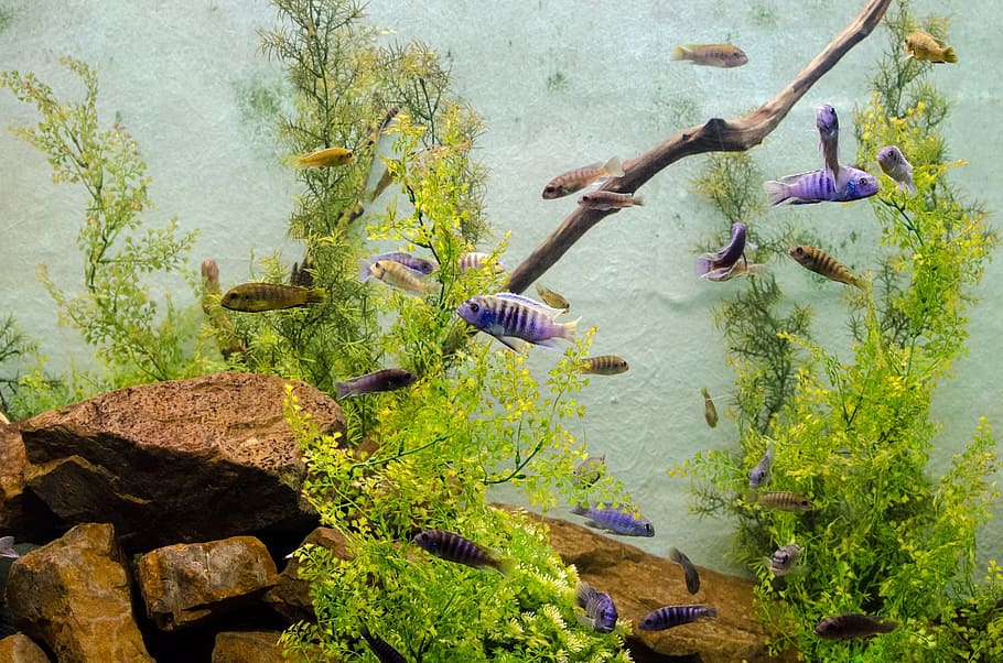 school of blue and brown fishes, algae, aquarium, biology, ecosystem HD wallpaper