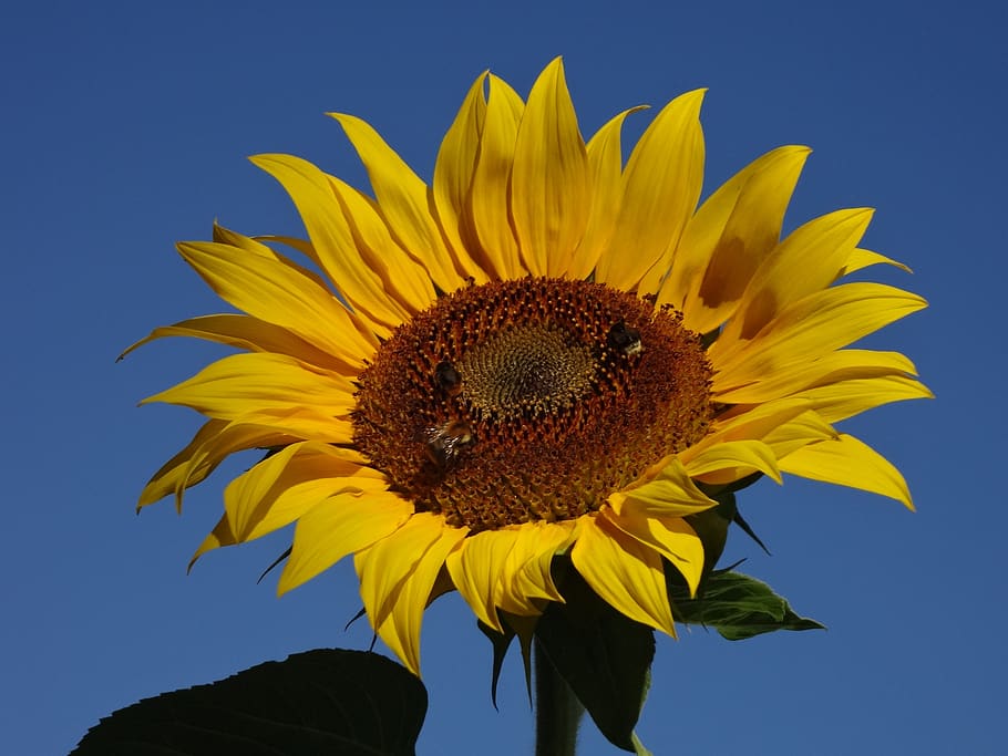 sunflower, sky, summer, yellow, flowering plant, freshness HD wallpaper