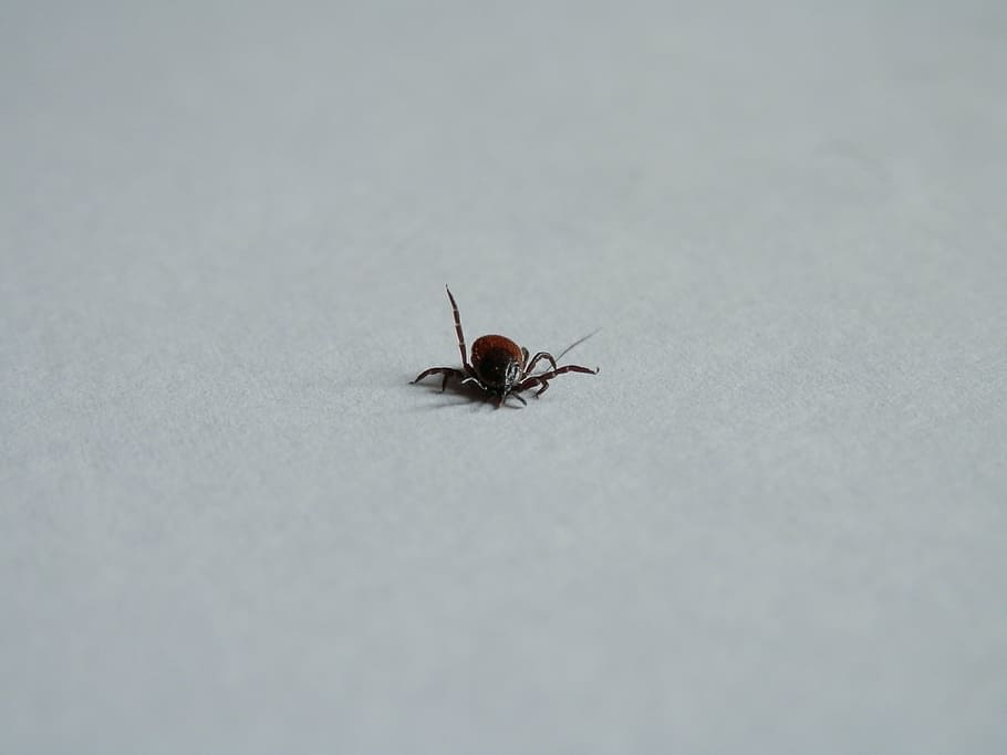 tick, parasite, disease, lymph, nature, invertebrate, animal themes HD wallpaper
