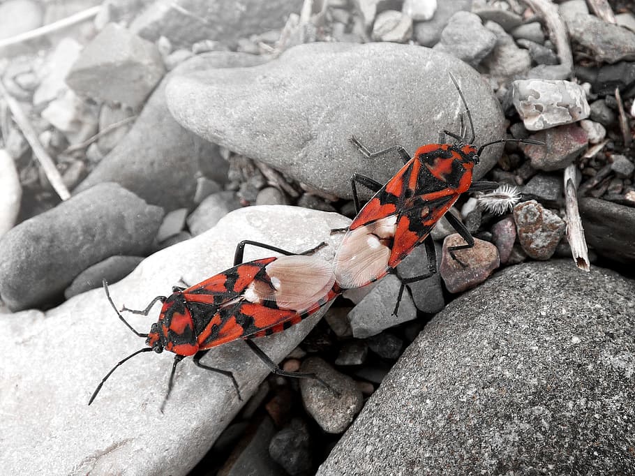 Eurydema Ornata, Red Bug, Copulation, mating, reproduction HD wallpaper