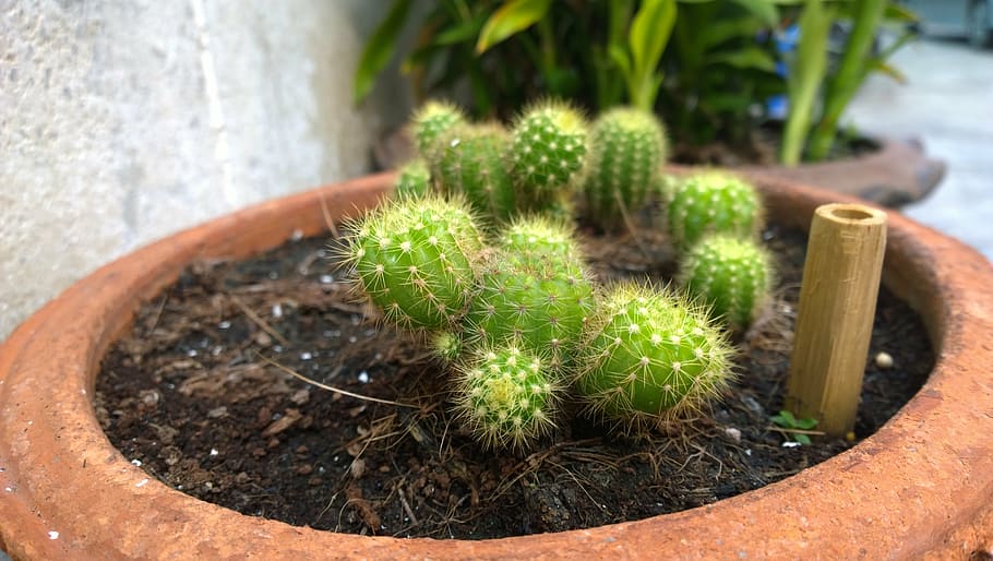 cactus, tree, for all skin types, growth, potted plant, green color HD wallpaper