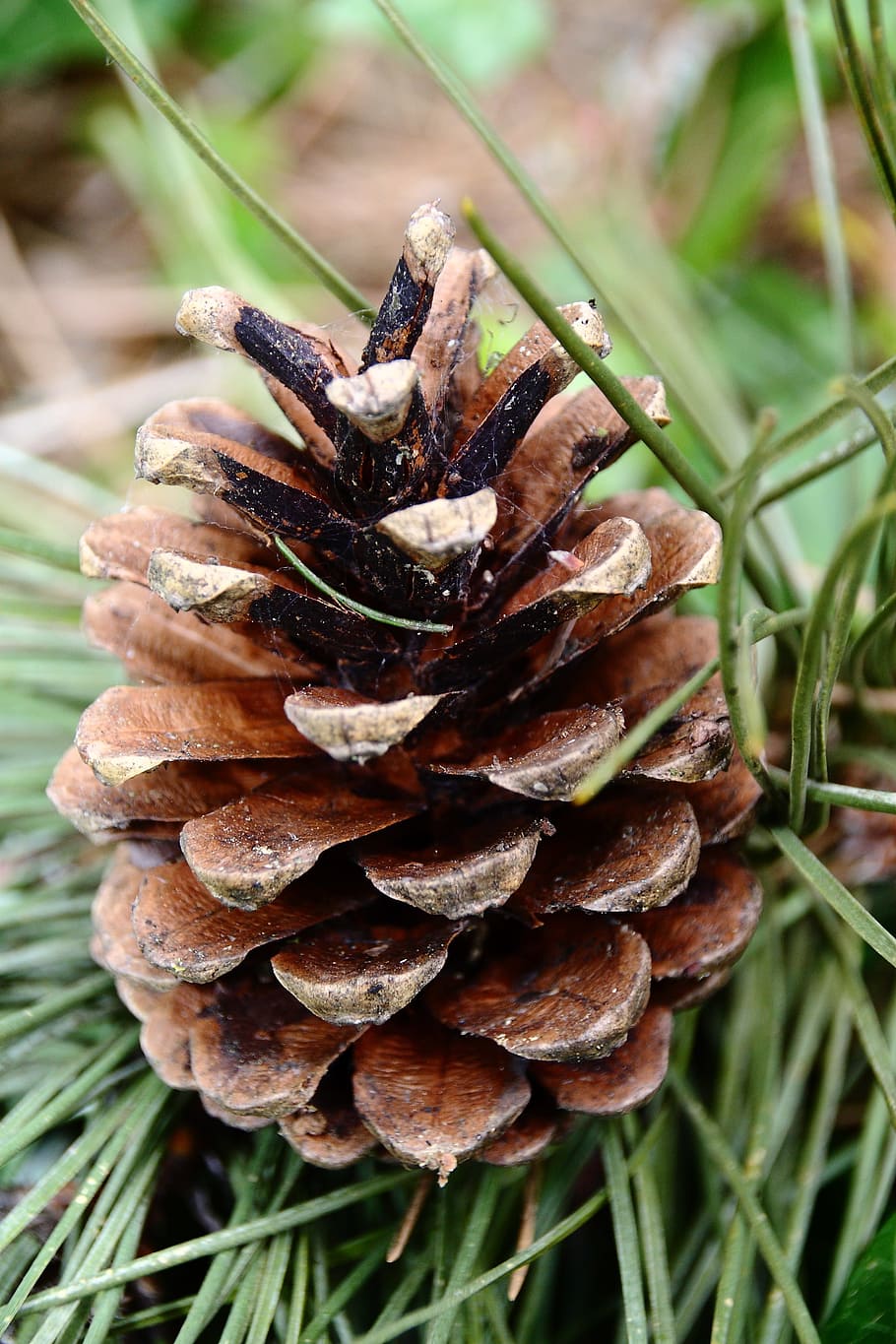 Pine Cones, Tap, Softwood, Nature, tree, conifer, needles, pine needles HD wallpaper