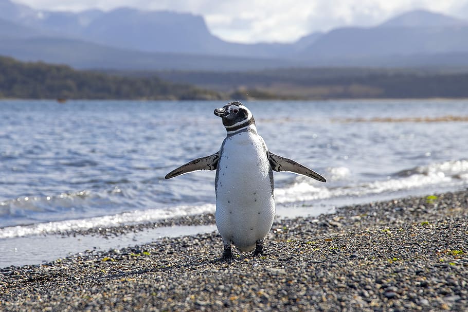white and black penguin on seashore, shallow focus photography of penguin walking on gray sand in seashore, HD wallpaper
