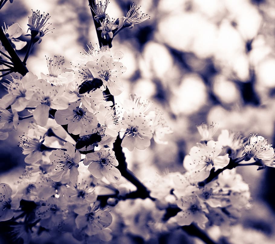 nature, flowers, petals, blur, beautiful, bloom, blooming, blossom HD wallpaper