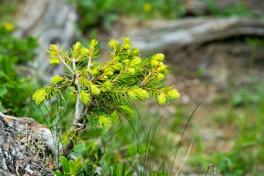pine, scion, tree, branch, nature, plant, grow, close, forest floor HD wallpaper