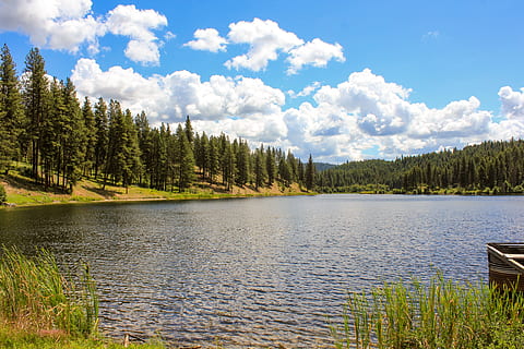 Lake, View, Pine Trees, Clouds, Nature, water, landscape, sky HD wallpaper
