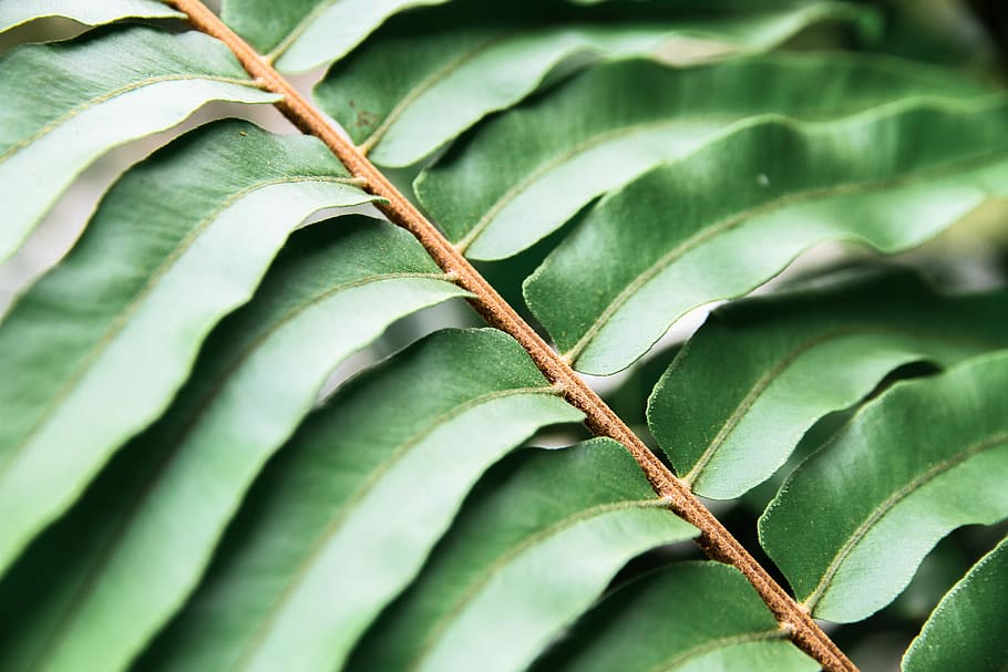 green leafed plant, green leaf, branch, foliage, green color HD wallpaper