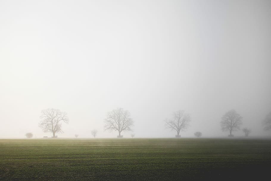 Foggy Field, bench, green, minimalistic, morning, nature, tree