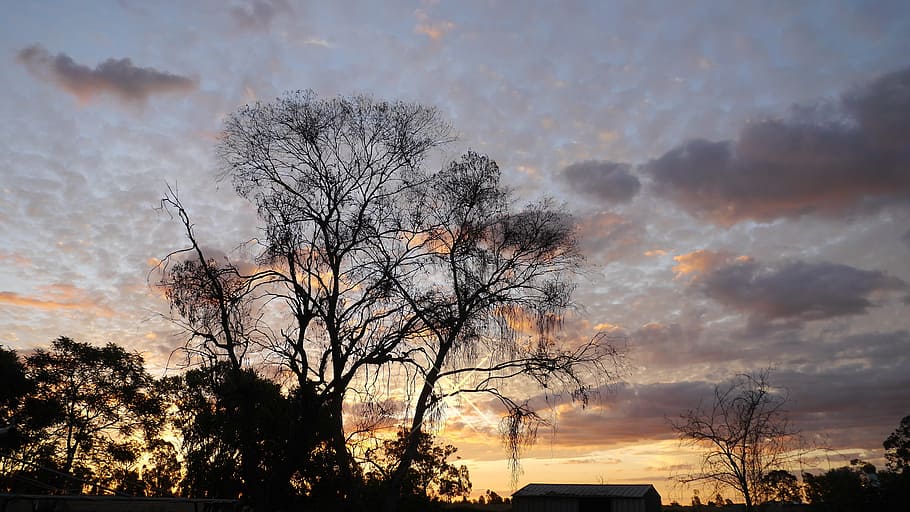 the evening sun, landscape, sky, tree, plant, bare tree, cloud - sky HD wallpaper