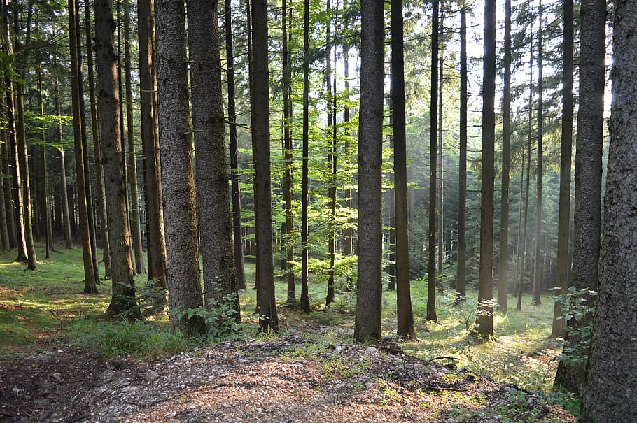 forest, sunlight, nature, tree, plant, land, tree trunk, woodland HD wallpaper