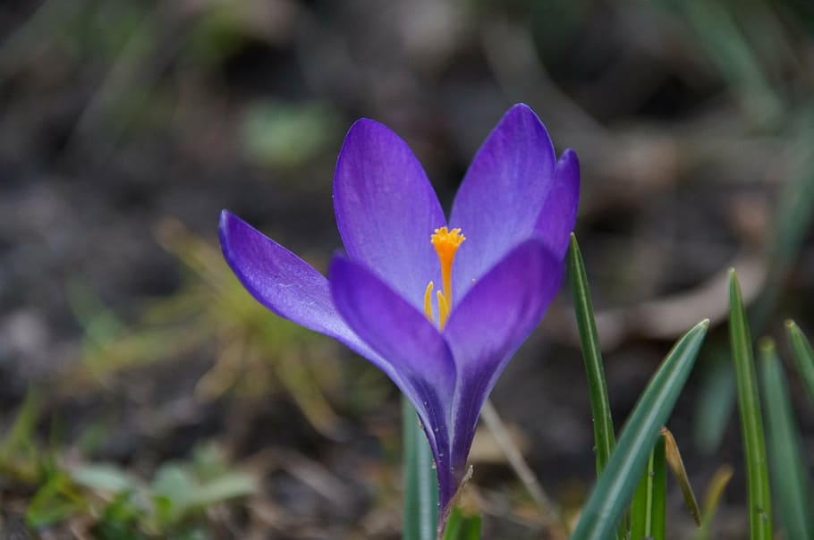 crocus, flower, violet, nature, plant, close-up, petal, springtime HD wallpaper
