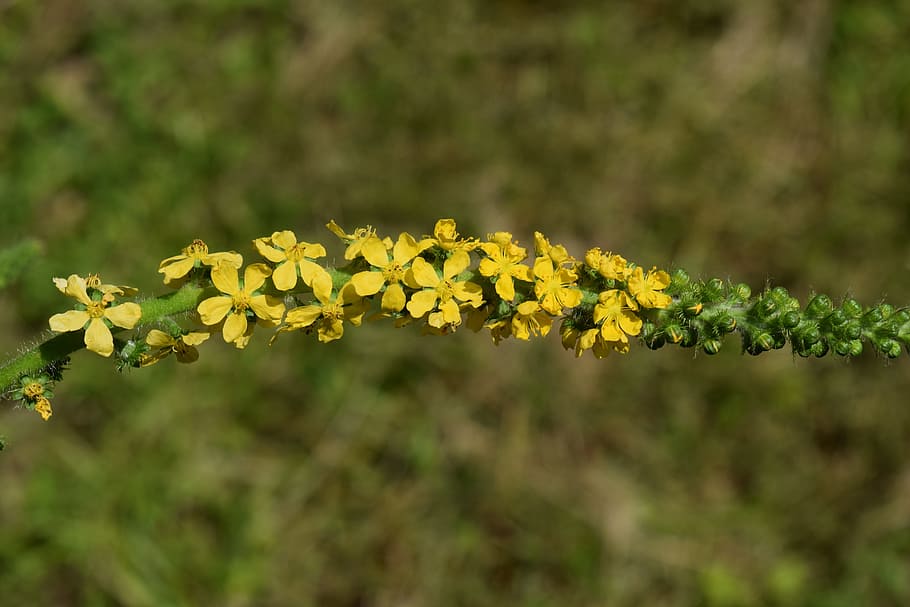 blossom, bloom, yellow, small, wild flower, field flower, stengel HD wallpaper