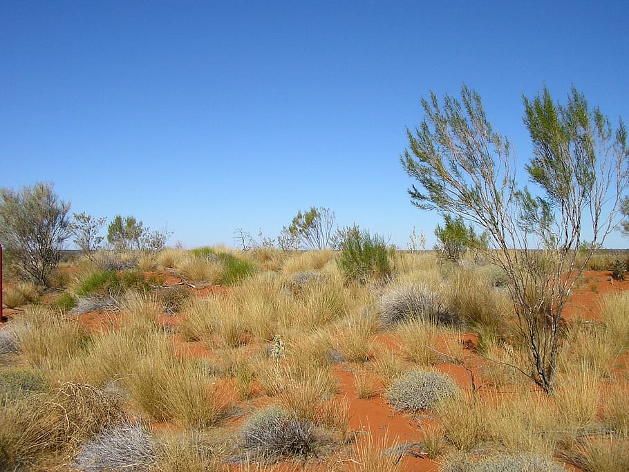 Desert, Red Sand, Australian Outback, blue, nature, plant, uncultivated, HD wallpaper