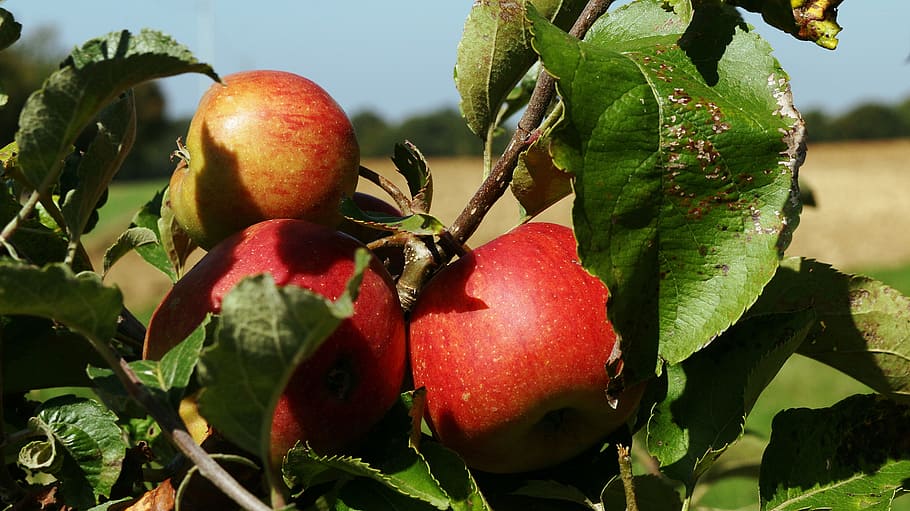 fruit tree, apples, red, power, food and drink, healthy eating HD wallpaper