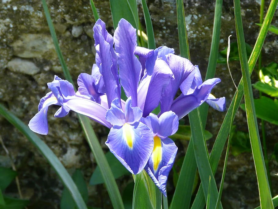 iris water, macro, blue, violet, yellow, flowering plant, purple HD wallpaper