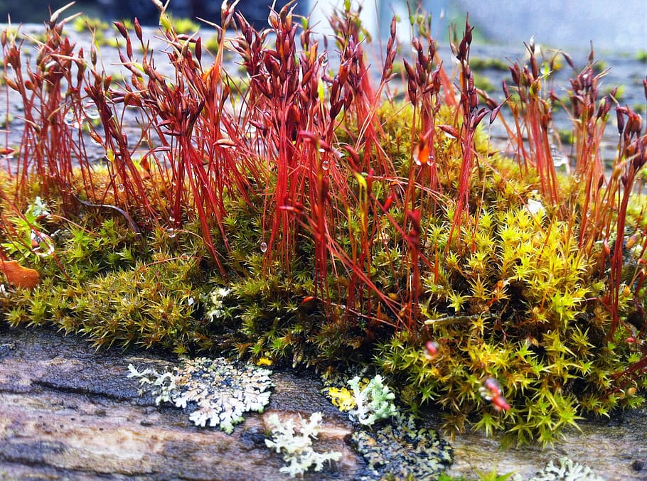 moss, nature, close, weave, vegetation, plant, growth, beauty in nature HD wallpaper