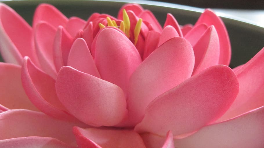 Lotus, Nature, Flora, flower, pink color, petal, no people HD wallpaper