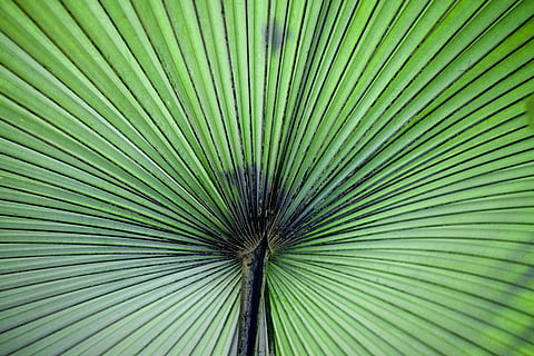 green fan leaf, plant leaf, macro, nature, green Color, backgrounds HD wallpaper