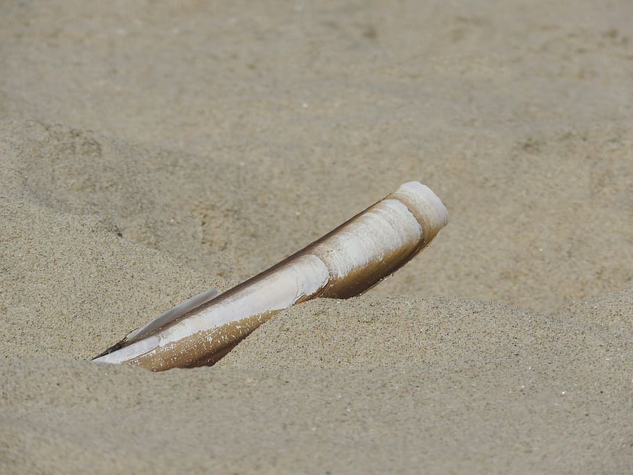 shell, sand, beach, land, no people, day, high angle view, still life HD wallpaper