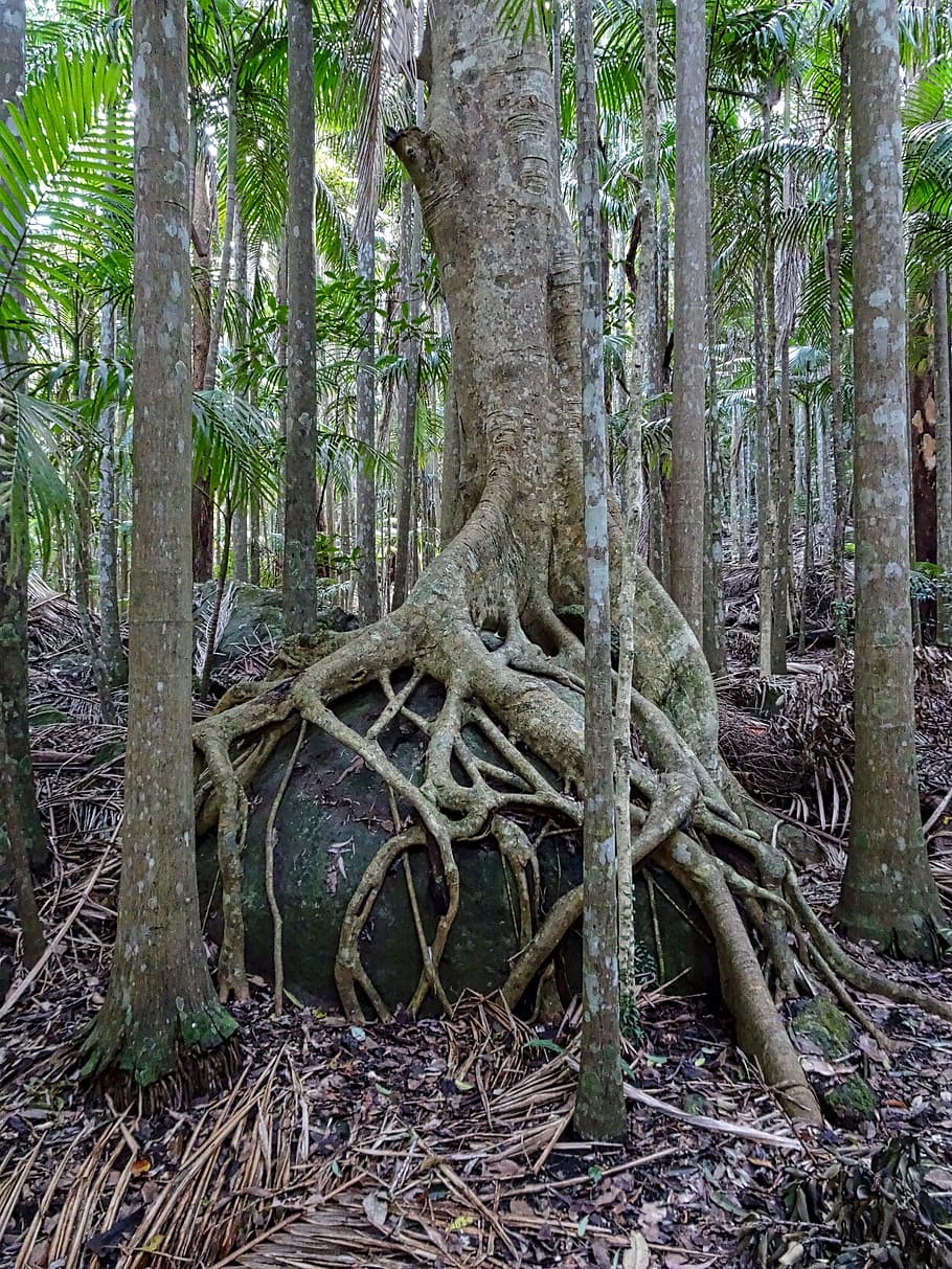 strangler fig, trunk, roots, tree, buttress, tropical, nature