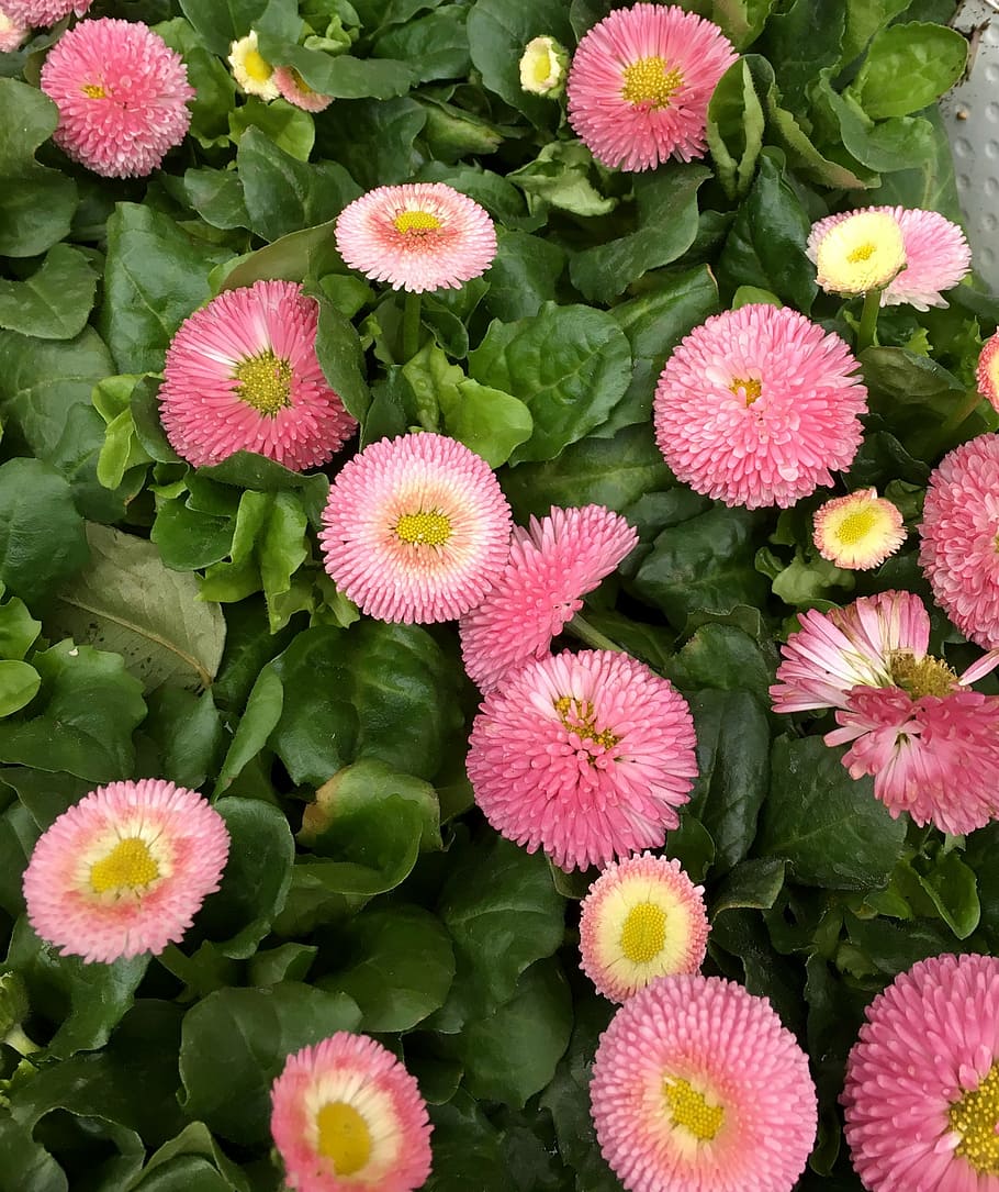 flowers, blomsterplantering, pink flower, spring, flowering plant HD wallpaper
