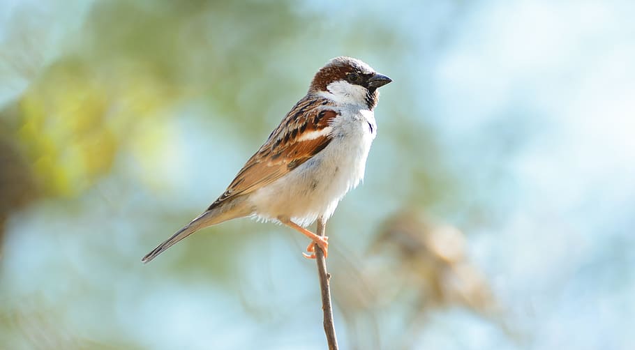 brown and white feather bird, home sparrow, beautiful sparrow, HD wallpaper