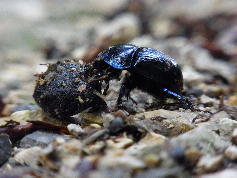dung beetle, insect, forest, nature, animal wildlife, animals in the wild HD wallpaper