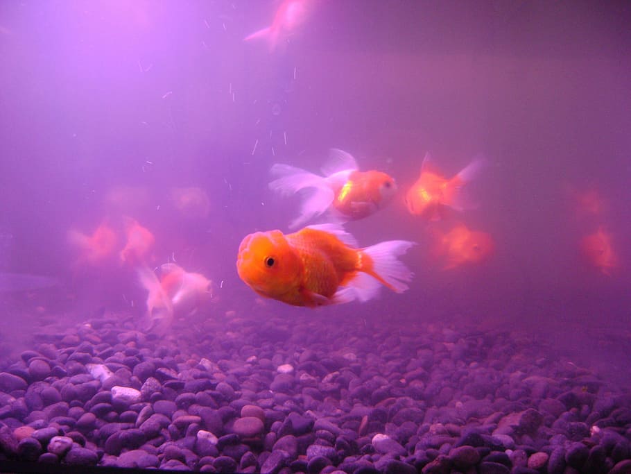 Flying, Fish, Aquarium, underwater, sea life, swimming, undersea HD wallpaper