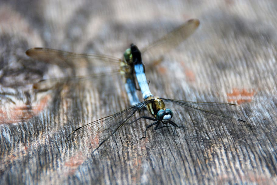 dragonfly, insect, bug, nature, animal, wildlife, wing, summer HD wallpaper