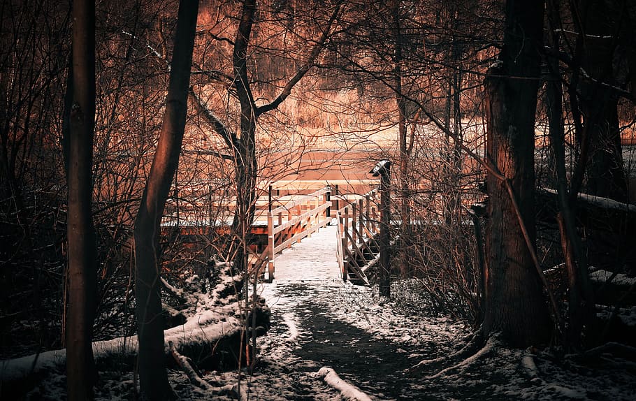 brown wooden bridge near woods, tree, no one, the darkness, nature, HD wallpaper