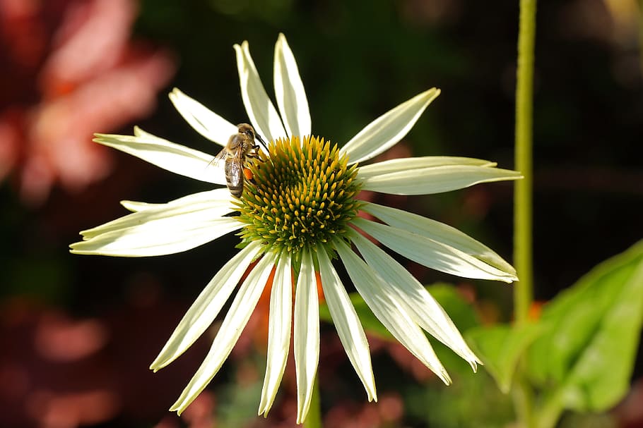 Flower, Insect, Bee, Blossom, Bloom, pollen, close, nectar HD wallpaper