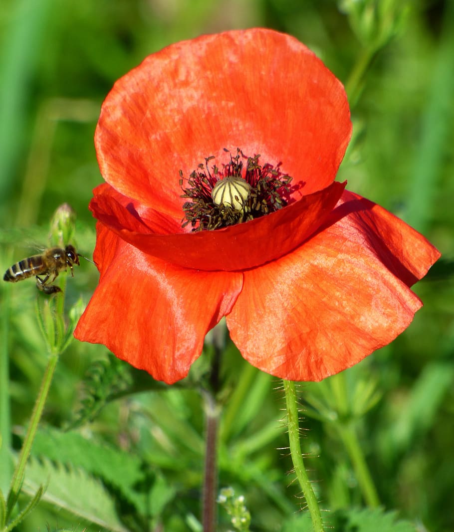 flower, poppy, nature, fields, red, country, petals, flowering HD wallpaper