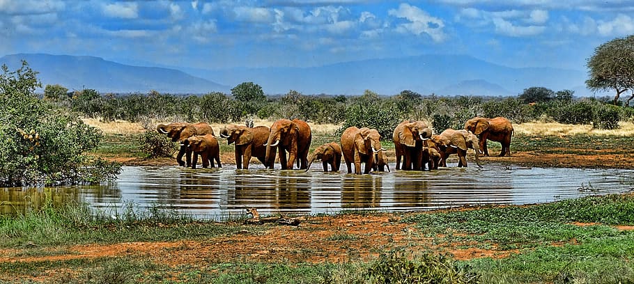 group of elephants on body of water at daytime, watering hole