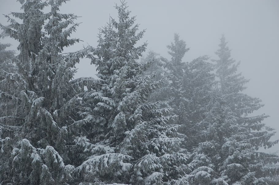 fir, snow, winter landscape, tree, plant, tranquility, beauty in nature HD wallpaper