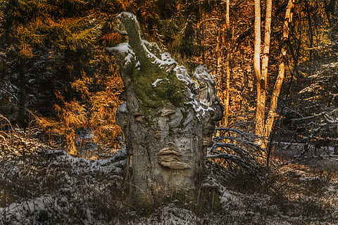 Tree Root, Forest, Morsch, Nature, wood, log, moss, old, tree stump HD wallpaper