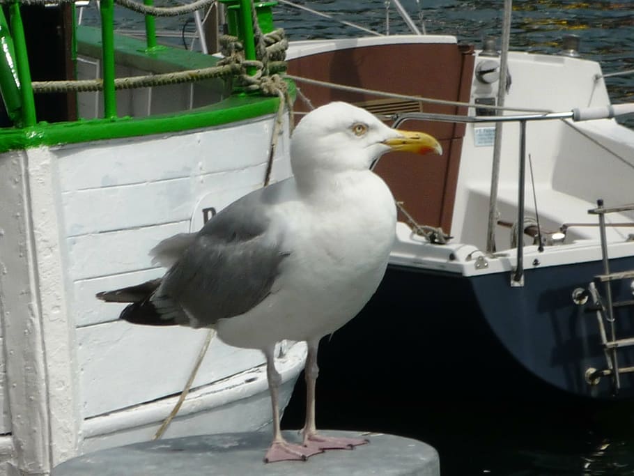 seagulls, coast, bird, nautical Vessel, harbor, nature, water HD wallpaper