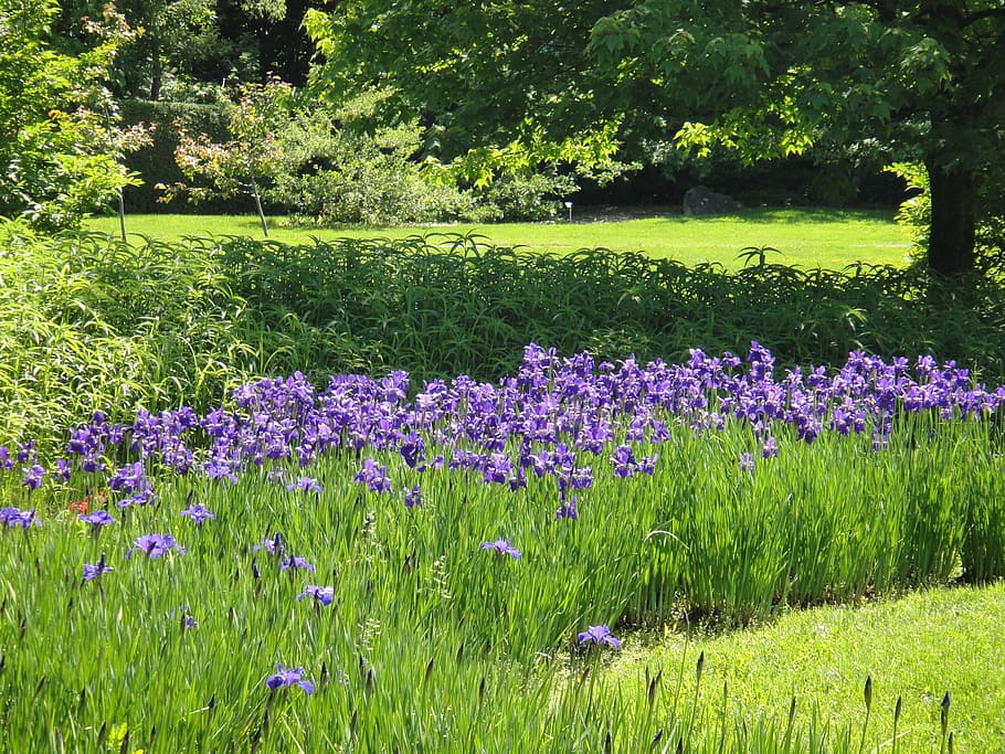 flowers, park, landscape, nature, summer, purple, meadow, plant HD wallpaper