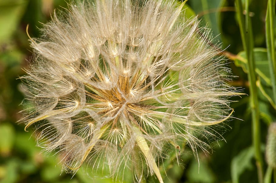 Dandelion, Fuzzy, Macro, Nature, summer, flower, white, seeds HD wallpaper