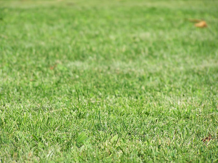 grass, environment, soil, green, plant, field, green color HD wallpaper