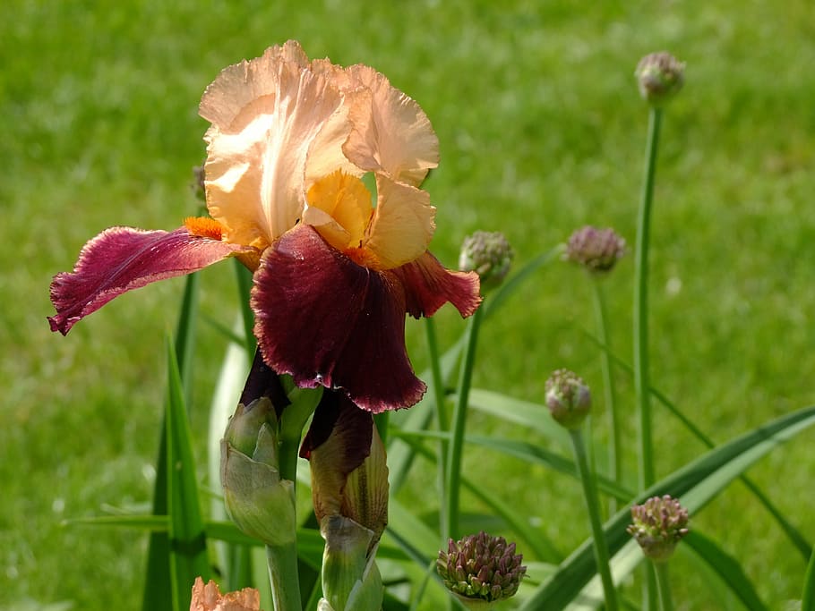 iris, blossom, bloom, nature, flower, ornamental plant, iridaceae HD wallpaper