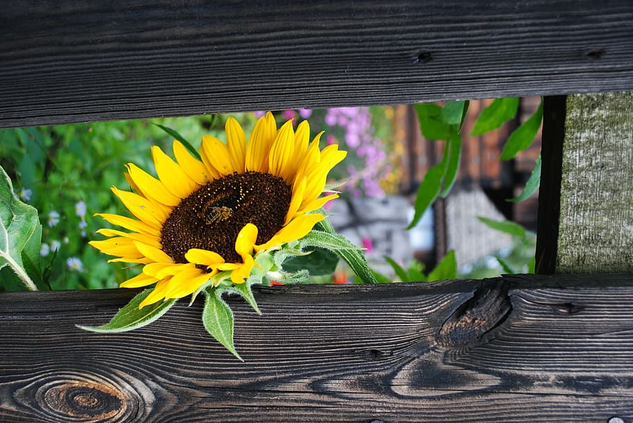 HD wallpaper: sunflower leaning beside railing, nature, yellow, wood -  Material | Wallpaper Flare