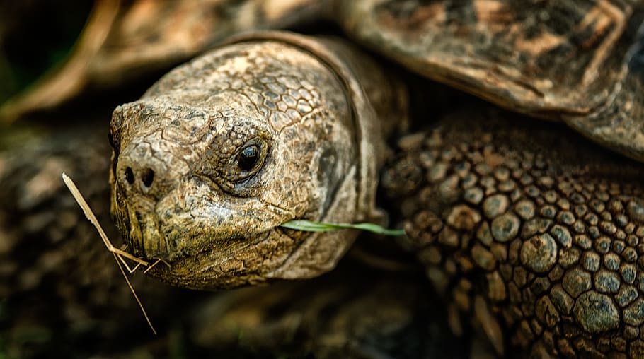 tortoise, shell, nature, wild, animal themes, one animal, animal body part HD wallpaper