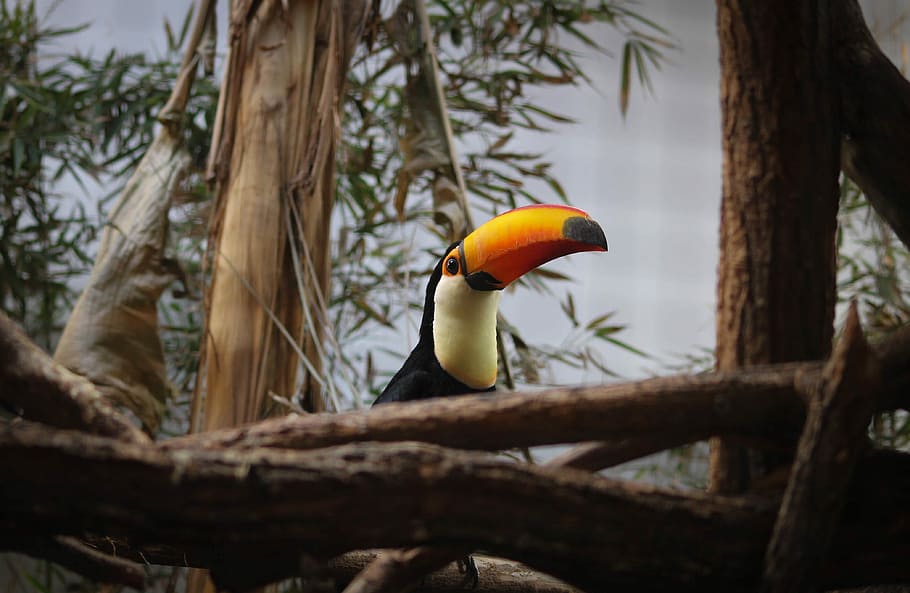 lowlight photography of toucan perching on tree branch, toucan on tree HD wallpaper