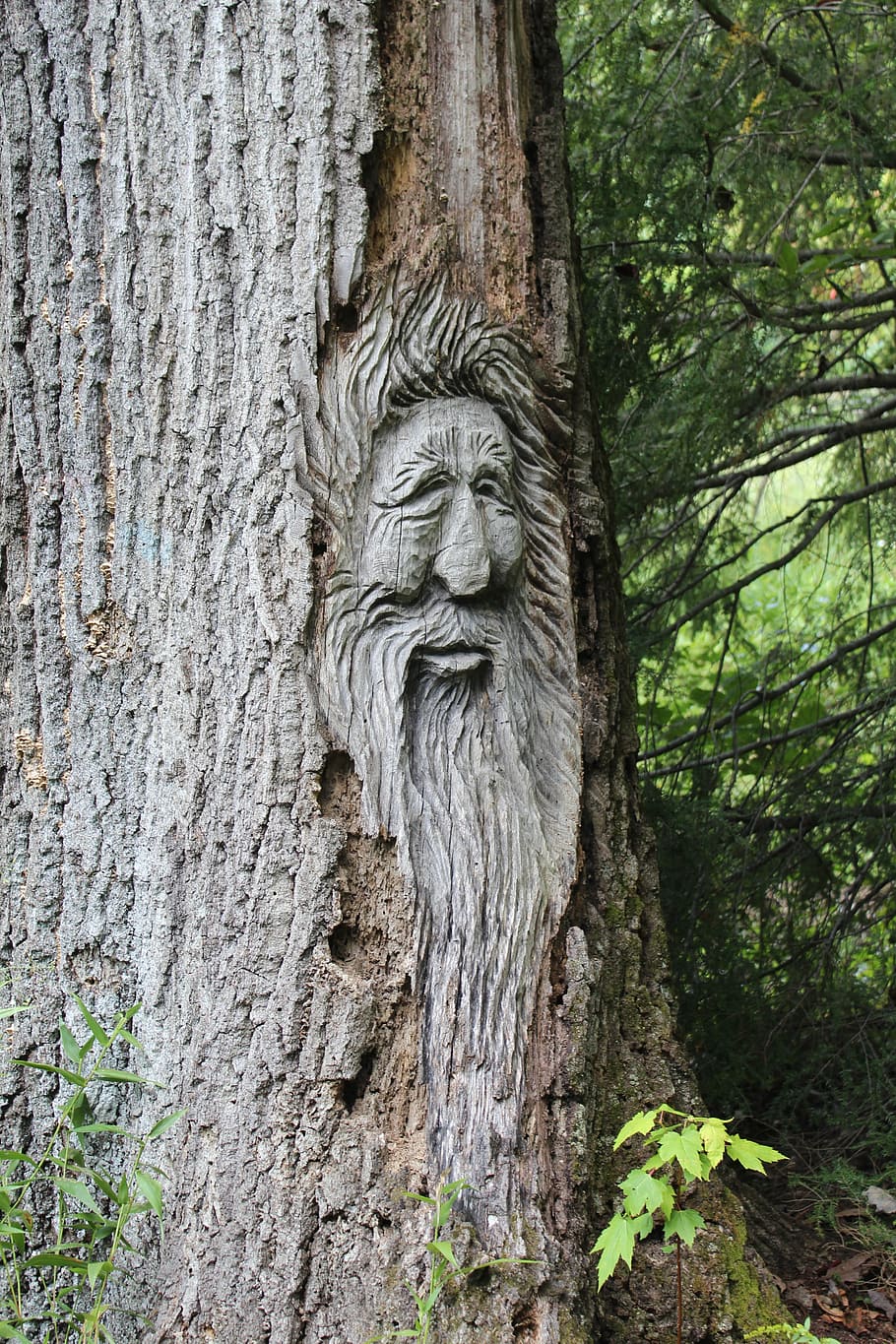 face, tree, carving, wood, plant, tree trunk, day, no people HD wallpaper