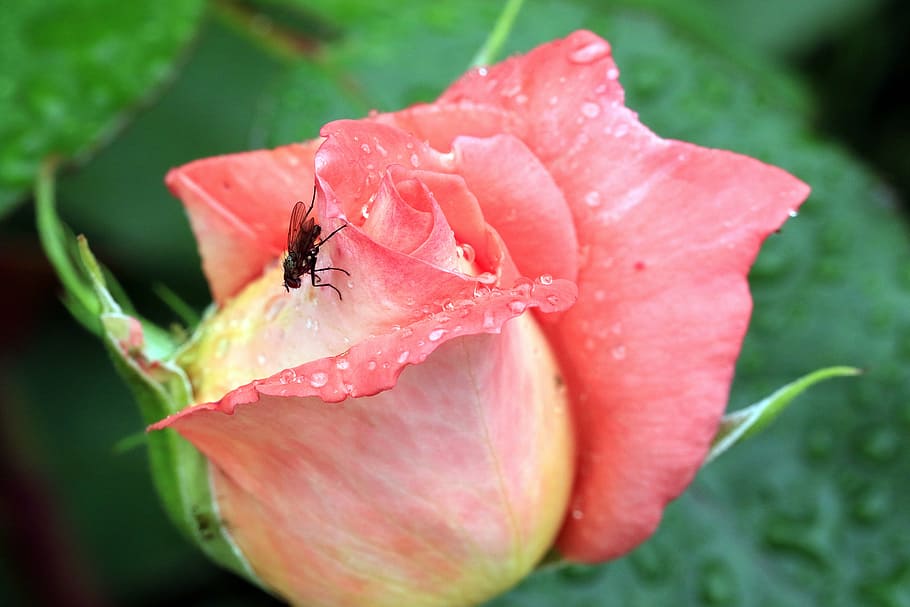 rose, bud, mucha, summer, closeup, the delicacy, rose petals, HD wallpaper