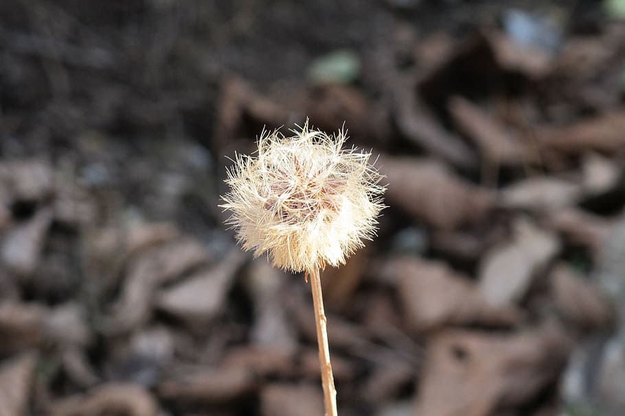 dandelion, autumn, wait, dry, seeds, flower, plant, fragility HD wallpaper