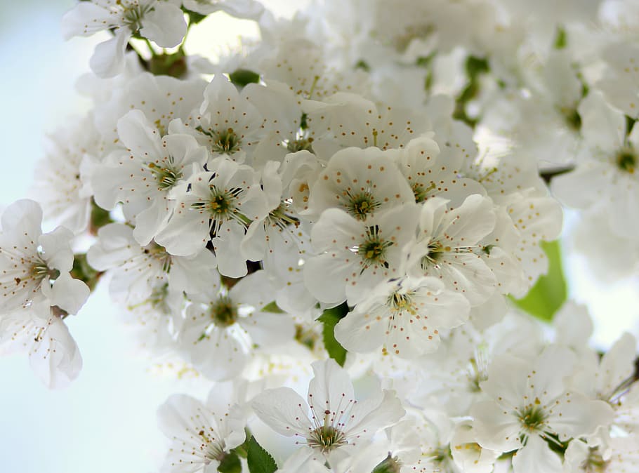 flowers, tree, visin, white, casey, flourished, spring, flowering plant HD wallpaper